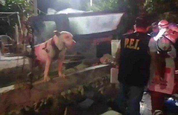 Perrito pitbull salva a su dueño de morir apuñalado, en Yucatán