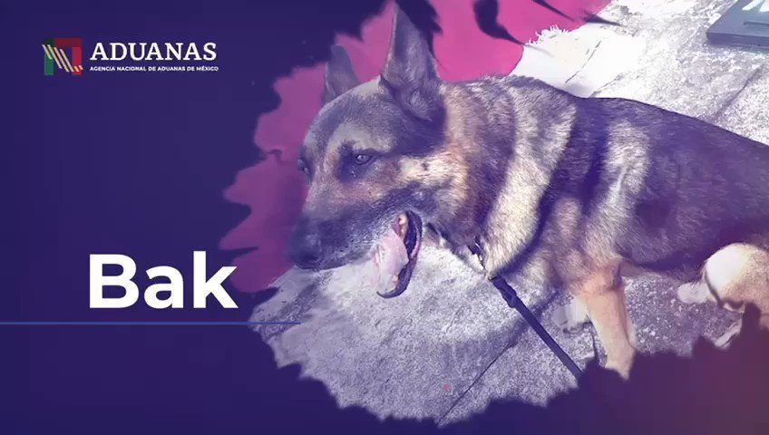 Bak, perro policía