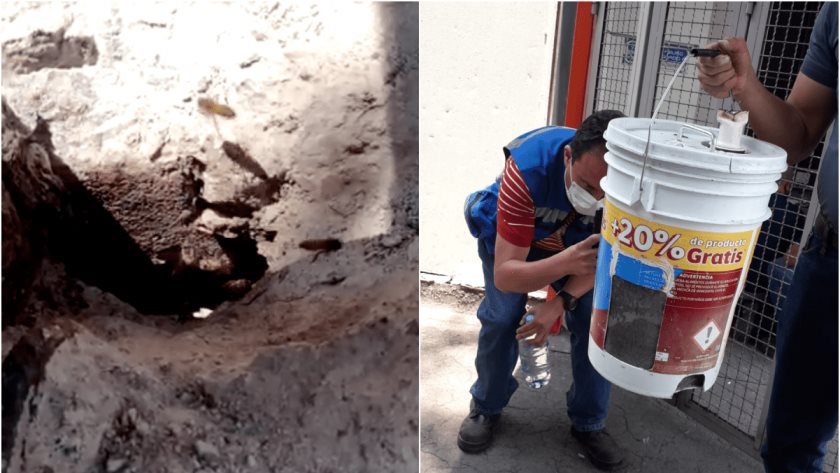 Enjambre de abejas en acceso a Tasqueña del Metro