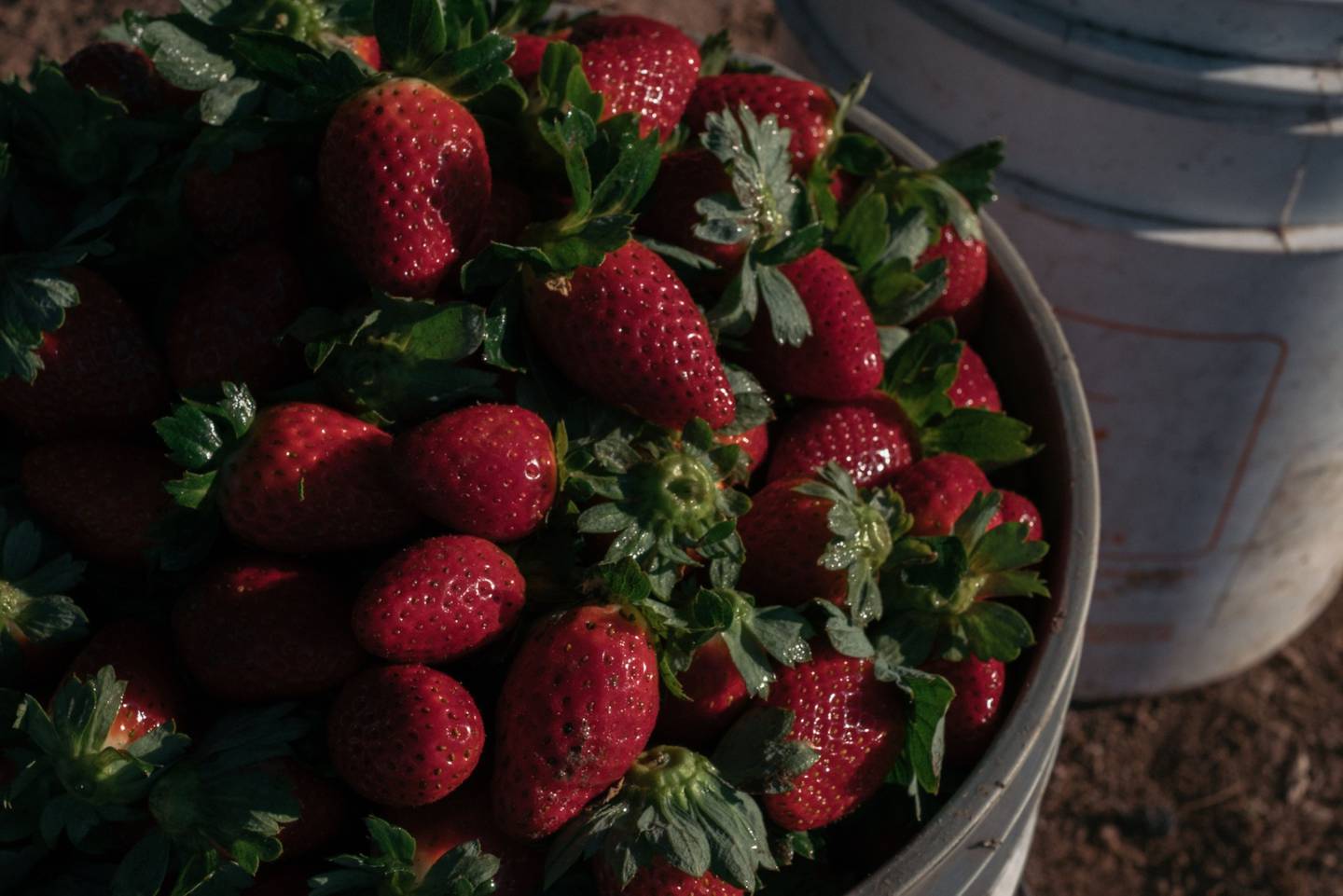 Fresas contaminadas relacionadas con casos de hepatitis en EU y Canadá