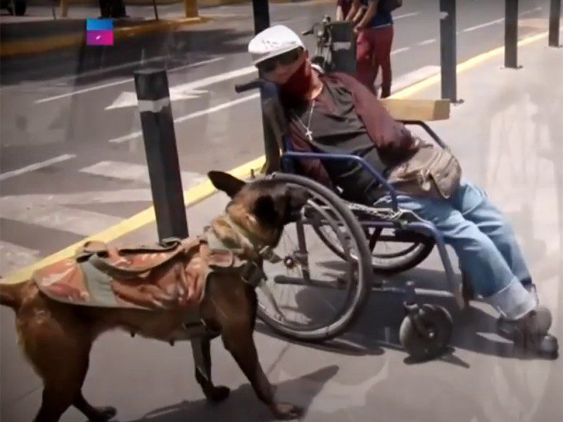 Keily, perrita pastor belga