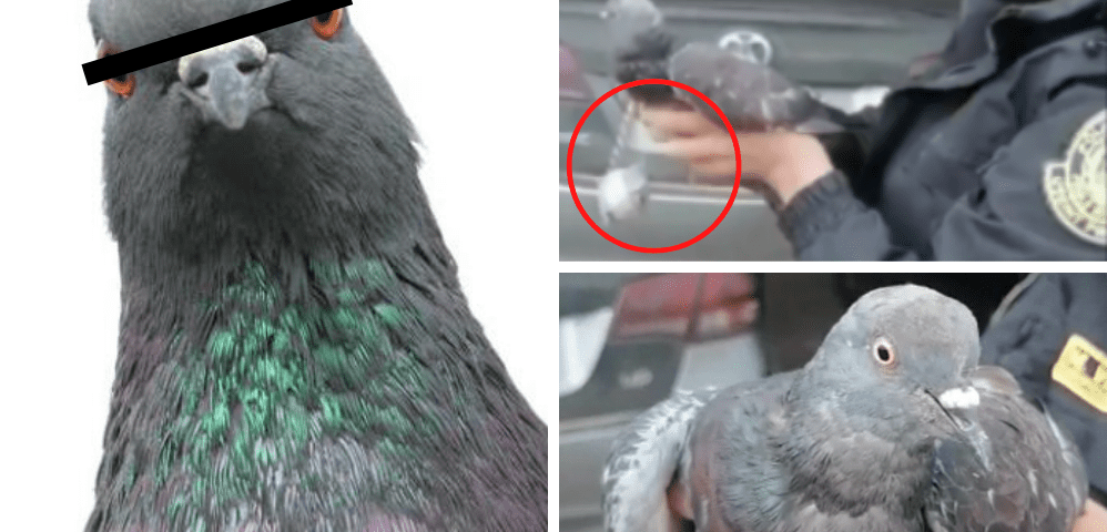 'Narcopaloma' detenida en Perú