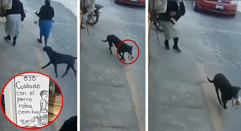 Peligroso ladrón de cemitas en Puebla