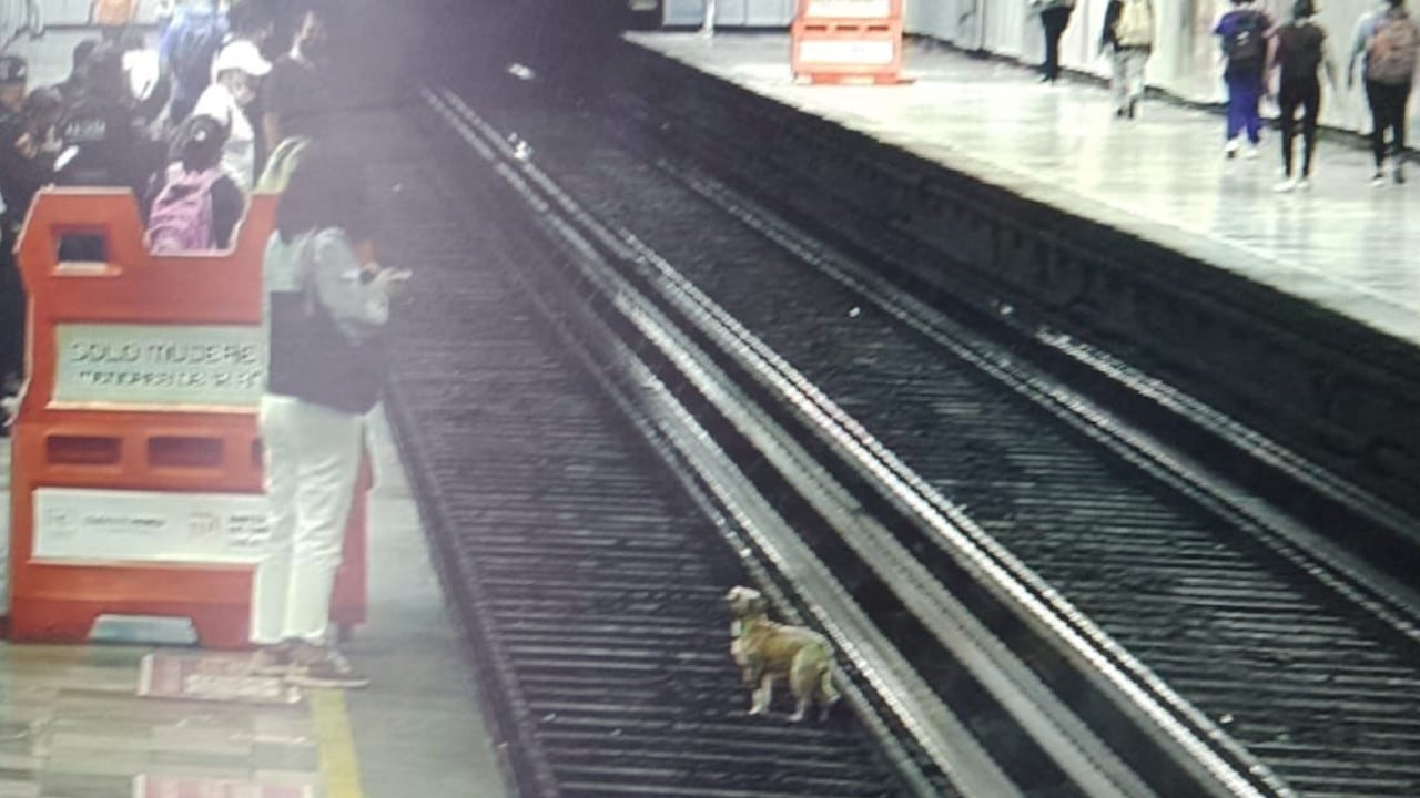 Perrito en las vías del Metro Cuitláhuac