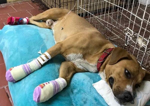 'Teco', perrito rescatado en la Línea B, sufrió quemaduras, informa el Metro CDMX