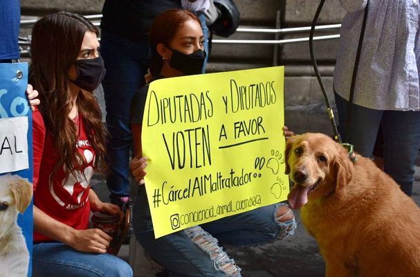 Querétaro va por iniciativa para evitar el maltrato anima