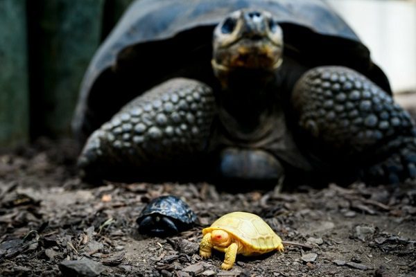 Nace la primera tortuga gigante de Galápagos albina vista hasta la fecha