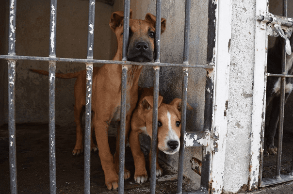 Denuncian encierro durante un mes de perros en veterinaria de Chimalhuacán #VIDEO