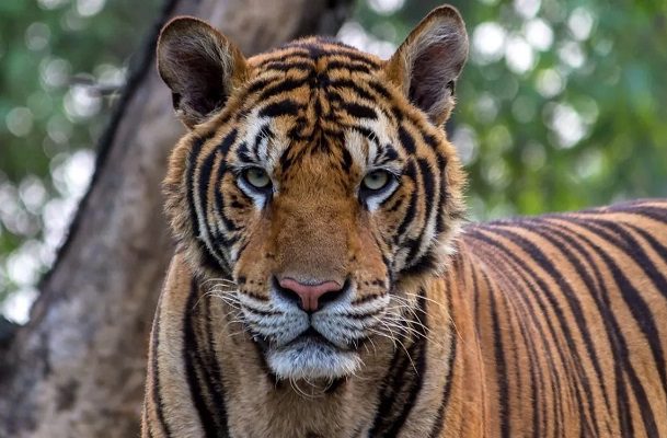 Tigre de bengala le destroza las manos a su cuidado, en Peribán, Michoacán