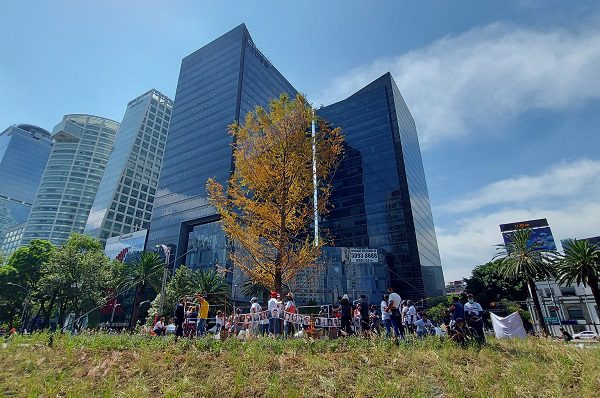 Gobierno CDMX asegura que ahuehuete de Reforma sigue en adaptación