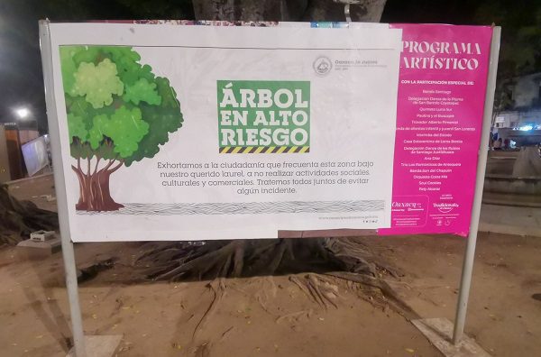 Se cae el histórico árbol centenario de los conciertos dominicales en Oaxaca #VIDEOS