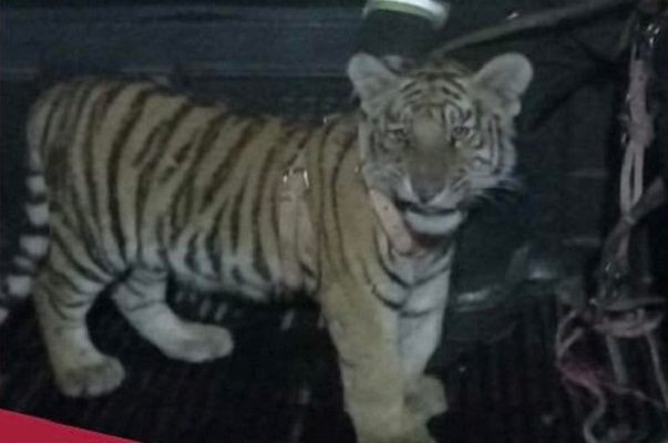Rescatan a tigre abandonado en una casa en construcción en Hidalgo; es un cachorro