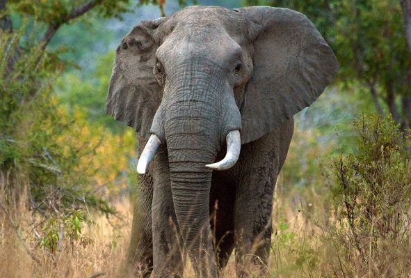 Elefante mata a mujer y luego acude a funeral a aplastar el cadáver, en India