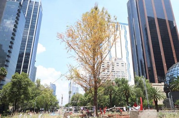 "El ahuehuete no está seco, es su proceso de plantación", asegura Sheinbaum