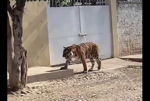 Captan en #VIDEO a tigre caminando por calles de Nayarit