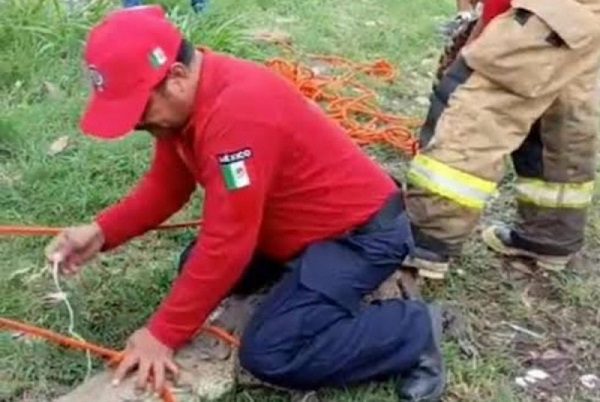 Hombre borracho es atacado por cocodrilo tras provocarlo, en Tabasco #VIDEO