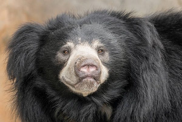 Oso perezoso ataca a pareja y devora sus cuerpos, en la India