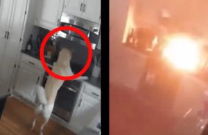 Perrito incendia su casa accidentalmente mientras buscaba comida #VIDEO