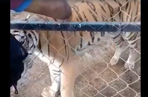 Muere cuidador tras ser mordido por tigre de bengala en Michoacán