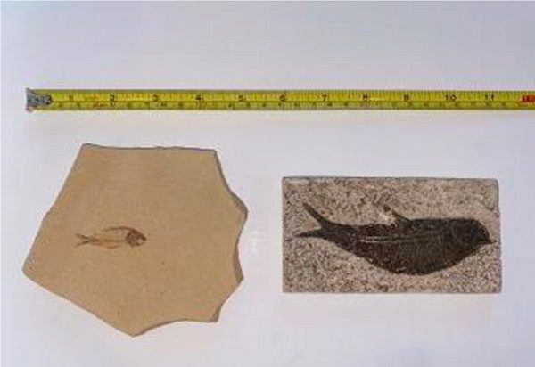 Ciudadanos estadounidenses restituyen a México 79 piezas arqueológicas