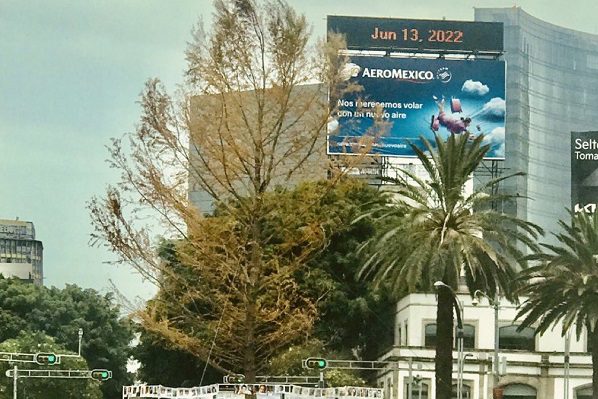 El ahuahuete de Reforma "no está muerto", insiste el Gobierno CDMX