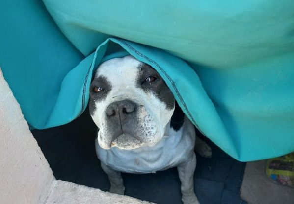 Liberan a 'Batman', perrito que fue retenido dos meses por supuesta agresión en Pachuca