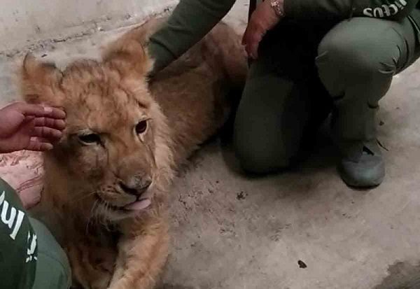'Kiro', leoncito rescatado en calles de Ecatepec, ya está fuera de peligro de muerte