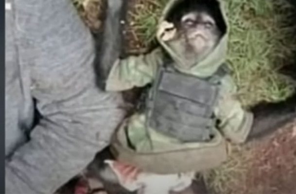 Un mono araña fue abatido en enfrentamiento en Texcaltitlán, Edomex