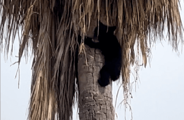 Rescatan a osito atrapado en lo alto de una palmera en Nuevo León #VIDEOS