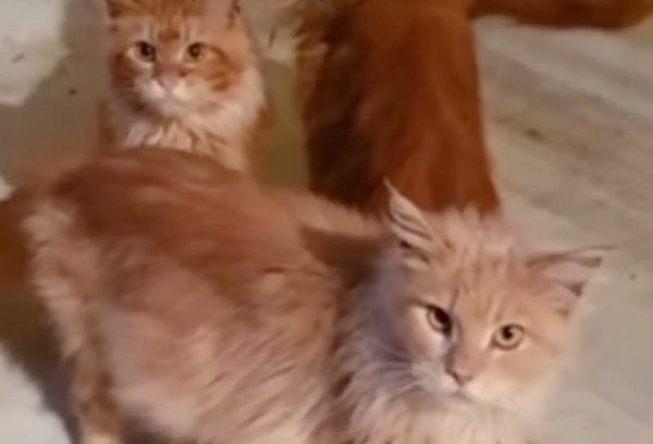 "Se la comieron los gatos". Hallan a mujer tras dos semanas de fallecida en Rusia