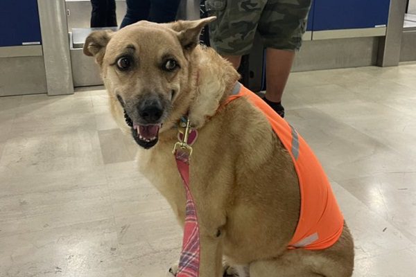 'Ramona', perrita tuitera, denuncia que Volaris le negó vuelo "por ser gorda"