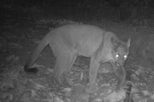 Reportan presencia de "tigrillo" en carretera de Tamaulipas, pero era un puma