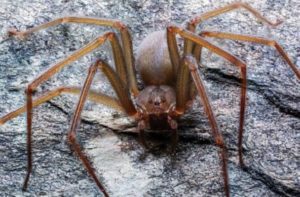 Alertan por presencia de araña violinista en Valle de México y Tlaxcala