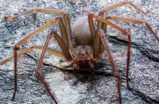 Alertan por presencia de araña violinista en CDMX, Edomex y Tlaxcala