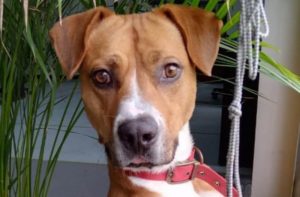 ‘Teco’, perrito rescatado en el Metro, ya está recuperado y busca nuevo hogar