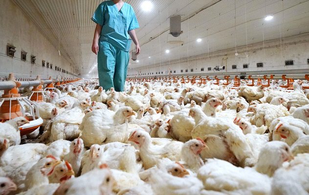 Detectan el primer caso de gripe aviar en el Ártico