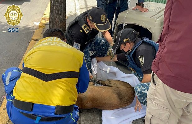 Perrito atropellado es auxiliado por paramédico héroe en la GAM