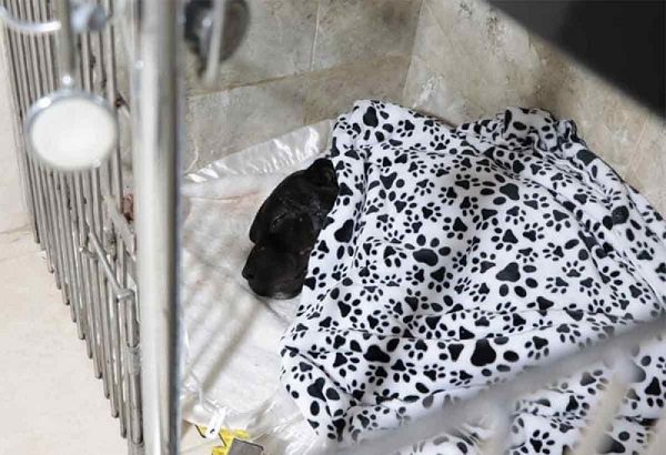 Fiscalía Edomex investiga ataque a perrito con machete