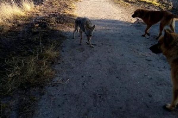 Jauría desgarra cadáver de cadáver en terreno de Teotihuacán