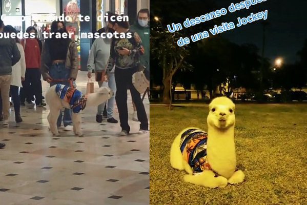 ¡Solo en Perú! Joven pasea a su alpaca bebé en centro comercial #VIDEO
