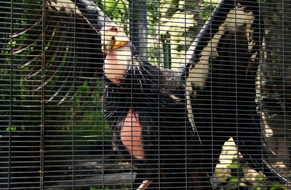 Trasladan a 4 cóndores del Zoológico de Chapultepec a Baja California