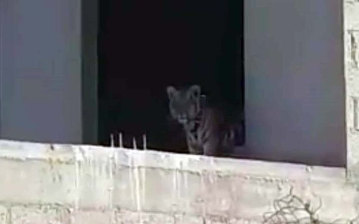 Cachorro de tigre en vivienda de Tizayuca, Hidalgo