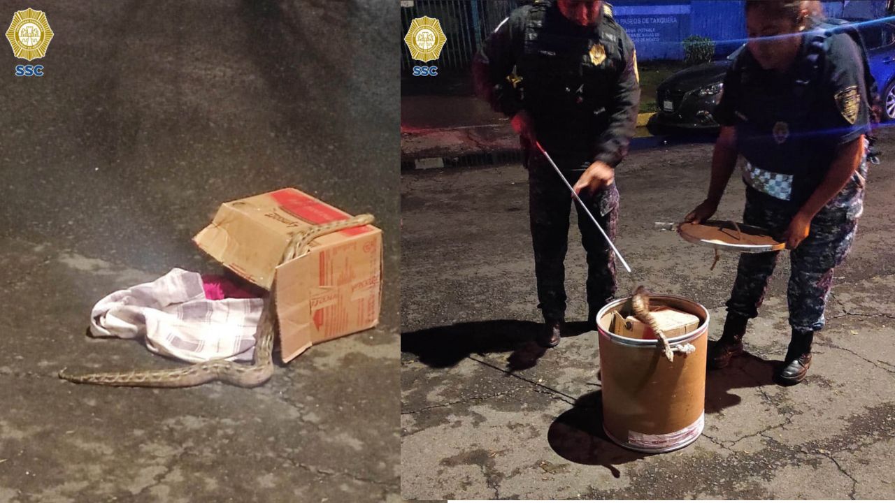 Dos serpientes halladas adentro de una caja en Coyoacán