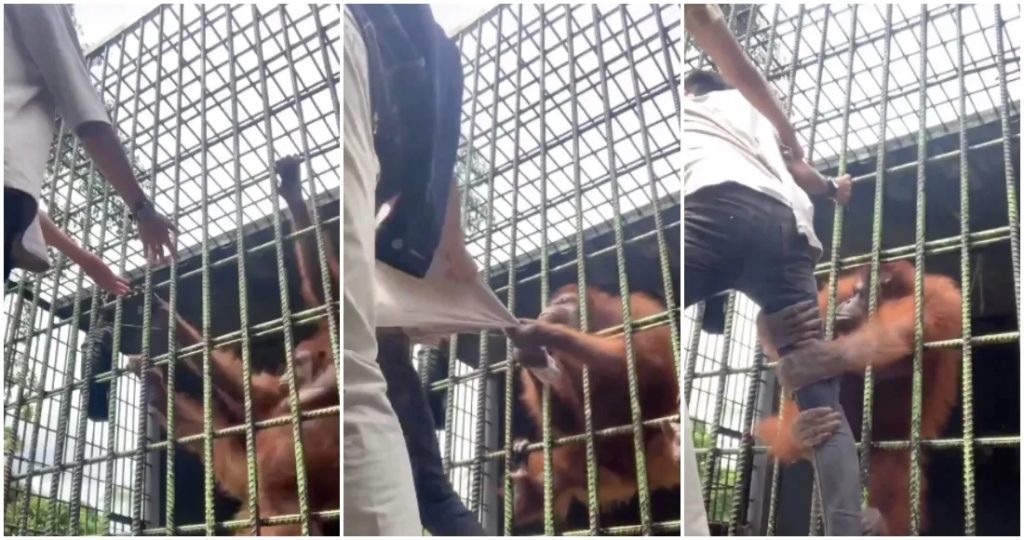 Orangután ataca a influencer en Indonesia