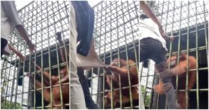 Orangután ataca a influencer; el joven quería hacerse viral #VIDEO