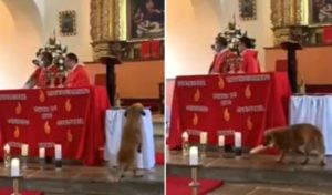 ¡Perrito pecador! Can entra a iglesia en plena misa y roba un pan #VIDEO