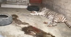 Rescatan a tigre en condiciones de hacinamiento en Hidalgo #VIDEO