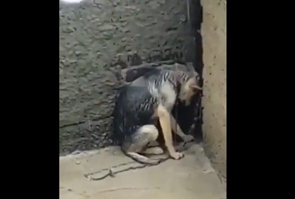 Denuncian maltrato contra perrita amarrada en azotea en Tlalnepantla #VIDEO