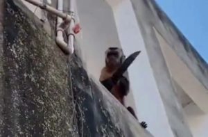 ¡Matanga dijo la changa! Mono con cuchillo atemoriza a habitantes en Brasil #VIDEO