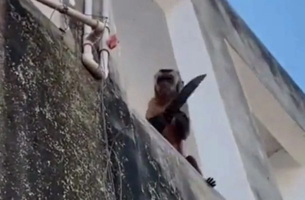 ¡Matanga dijo la changa! Mono con un cuchillo atemoriza a habitantes en Brasil #VIDEO
